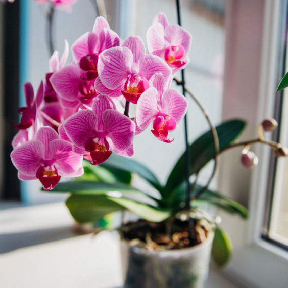 Ne radite stalno istu grešku: Evo kad se orhideja zaliva – najvažnije pravilo